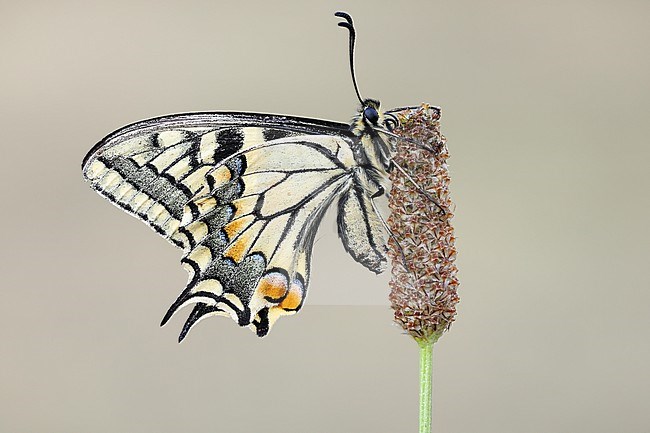 Common Yellow Swallowtail, Papilio machaon stock-image by Agami/Wil Leurs,