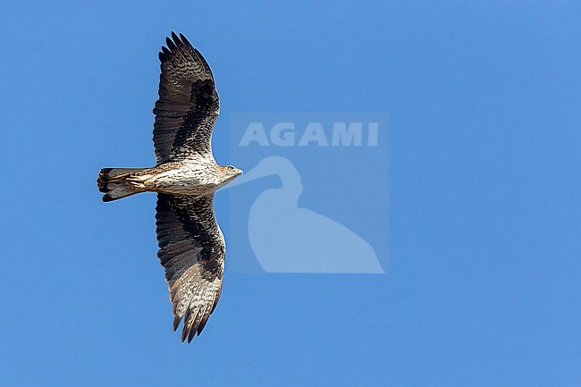 Bonelli's Eagle, Adult in flight, Tawi Atayr, Dhofar, Oman (Aquila fasciata) stock-image by Agami/Saverio Gatto,