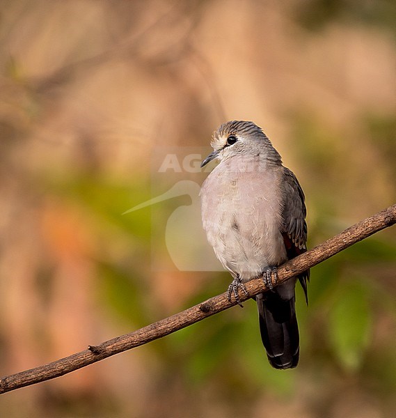 Black-billed Wood Dove, Turtur abyssinicus stock-image by Agami/Hans Germeraad,