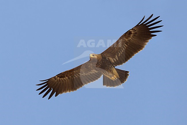 Juveniele Schreeuwarend in de vlucht; Juvenile Lesser Spotted Eagle in flight stock-image by Agami/Daniele Occhiato,