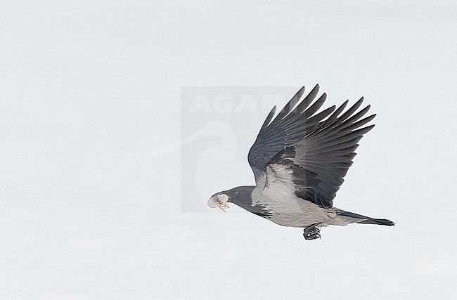 Hooded Crow (Corvus corone cornix) in flight in Finland. stock-image by Agami/Markus Varesvuo,