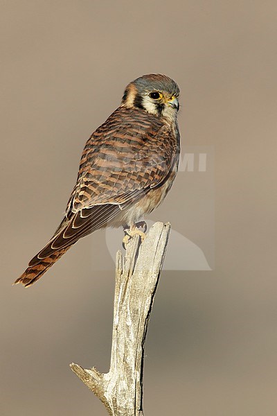 Adult female American Kestrel (Falco sparverius) perched on a branch in Riverside County, California, USA in November 2016. stock-image by Agami/Brian E Small,