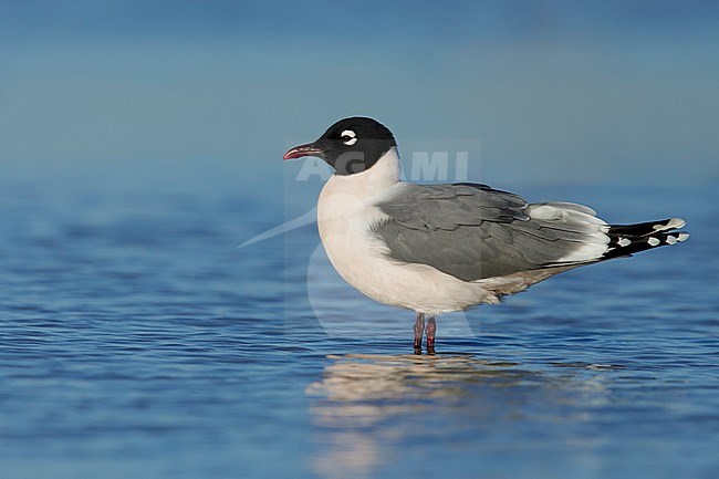 Adult Franklin's Gull (Leucophaeus pipixcan) in summer plumage resting on beach in Galveston County, Texas, in April 2017. stock-image by Agami/Brian E Small,