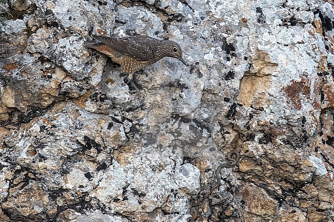 Adult female Rufous-tailed Rock-Thrush (Monticola saxatilis) sitting on a rock defending its territory against a snake, Azerbijan. stock-image by Agami/Vincent Legrand,