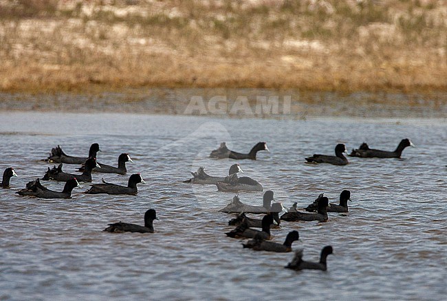 Red-knobbed Coot (Fulica cristata), flock swimming in a coastal pond in South Africa. Also know as Crested Coot. stock-image by Agami/Marc Guyt,