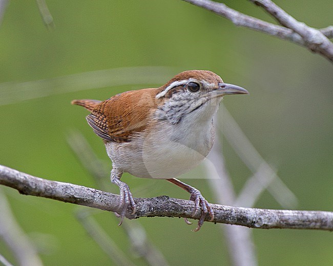 Rufous-and-white Wren (Thryophilus rufalbus minlosi) at Hato Aurora, Casanare, Colombia. stock-image by Agami/Tom Friedel,