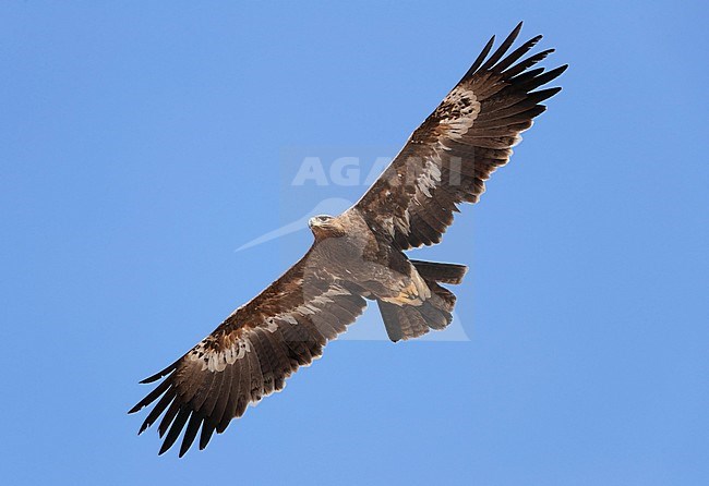 Second-year Steppe Eagle (Aquila nipalensis) wintering at Salalah in Oman. Bird in flight, seen from below. stock-image by Agami/Aurélien Audevard,