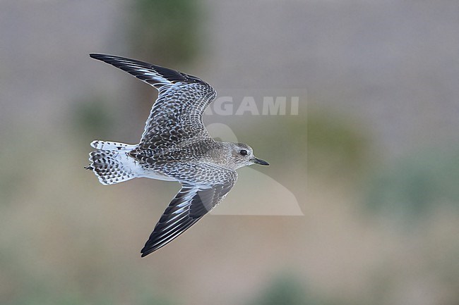 Adult non-breeding
Riverside Co., CA
January 2022 stock-image by Agami/Brian E Small,