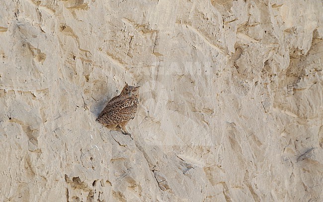 Pharaoh Eagle-Owl (Bubo ascalaphus), perched in Dubai, UAE stock-image by Agami/Helge Sorensen,