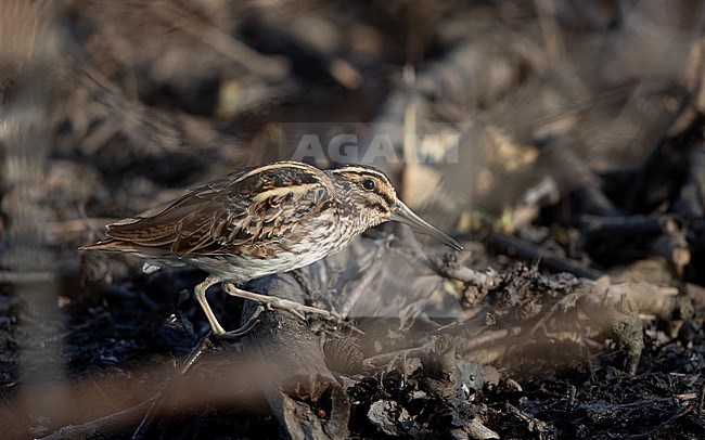 Jack Snipe (Lymnocryptes minimus) actively feeding in small creek at Roskilde, Denmark stock-image by Agami/Helge Sorensen,