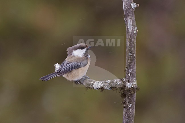 Bruinkopmees op takje; Grey-headed Chickadee on twig stock-image by Agami/Arie Ouwerkerk,
