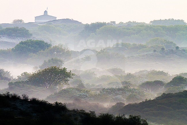 Landscape dunes of Berkheide at dawn in Katwijk, Netherlands. Nature image from Holland. stock-image by Agami/Menno van Duijn,