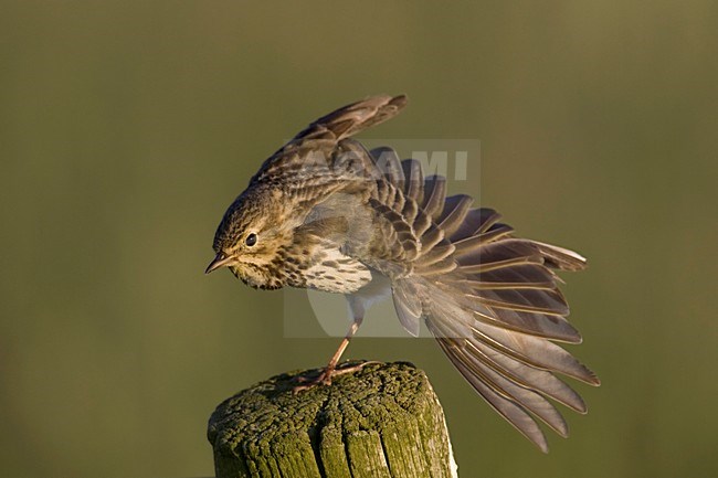 Vleugelstrekkende Graspieper; Wing stretching Meadow Pipit stock-image by Agami/Arie Ouwerkerk,