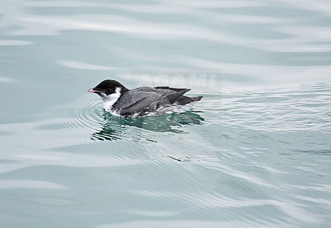 Ancient Murrelet (Synthliboramphus antiquus) swimming in winter in Japan stock-image by Agami/Pete Morris,