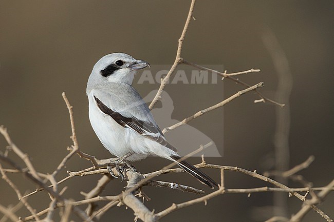 Steppe Grey Shrike - Raubwürger - Lanius excubitor ssp. pallidirostris, Oman, adult stock-image by Agami/Ralph Martin,