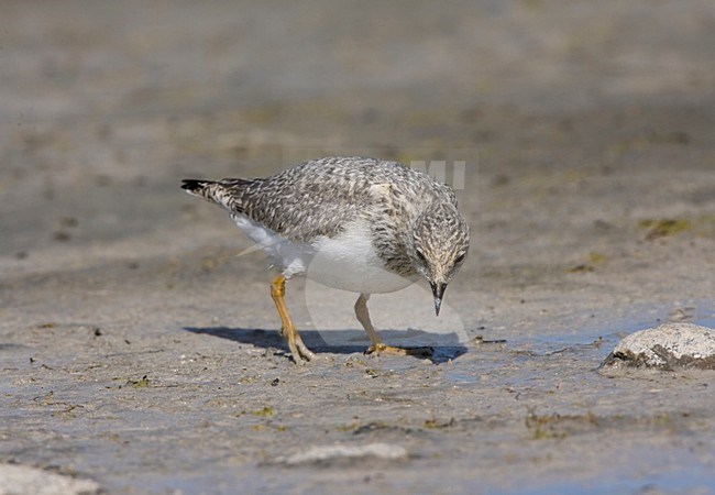 Magelhaenplevier op het strand; Magellanic Plover on the shore stock-image by Agami/Marc Guyt,