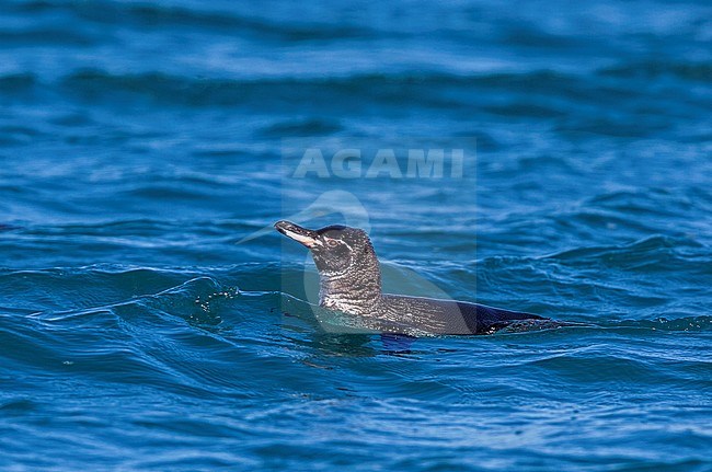 Galapagos Penguin (Spheniscus mendiculus), a rare endemic from the Galapagos Islands stock-image by Agami/Andy & Gill Swash ,