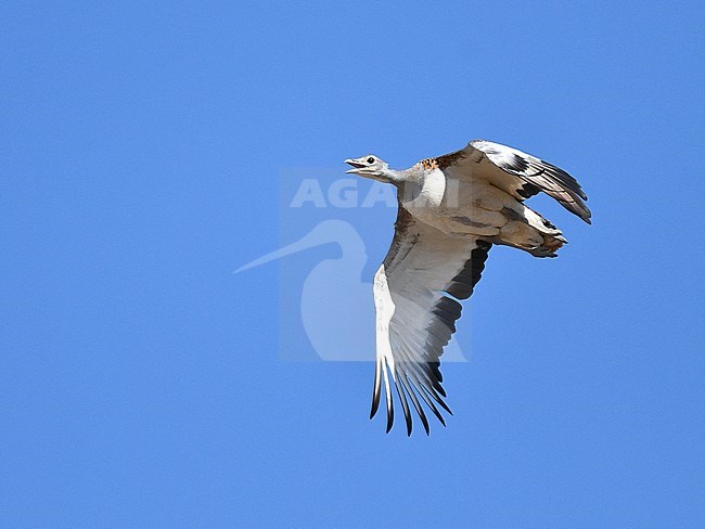 Great Bustard (Otis tarda) in flight during autumn in the Iberian peninsula. stock-image by Agami/Laurens Steijn,