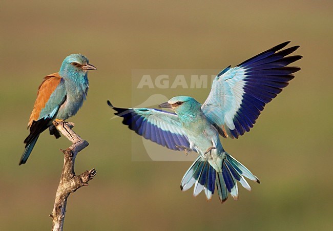 Scharrlaar; European Roller (Coracias garrulus)  Hungary May 2008 stock-image by Agami/Markus Varesvuo / Wild Wonders,