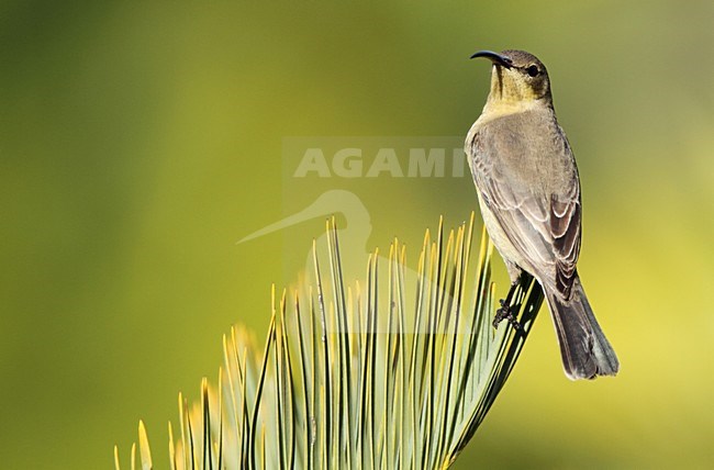 Vrouwtje Emeraldhoningzuiger, Malachite Sunbird female stock-image by Agami/Karel Mauer,