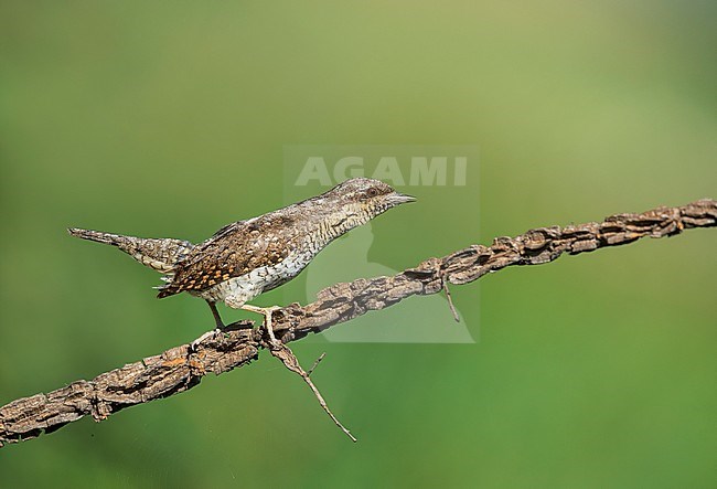  stock-image by Agami/Alain Ghignone,