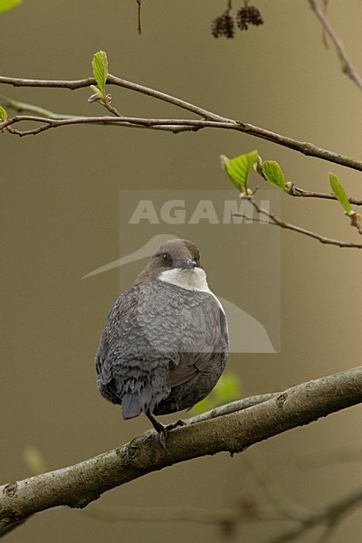 White-throated Dipper resting on branch, Waterspreeuw, Cinclus cinclus rustend op tak stock-image by Agami/Harvey van Diek,