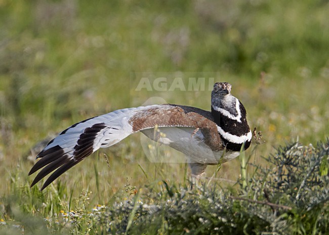 Mannetje Kleine Trap; Male Little Bustard stock-image by Agami/Markus Varesvuo,