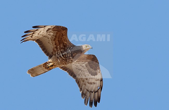 Volwassen Wespendief in de vlucht; Adult European Honey Buzzard in flight stock-image by Agami/Markus Varesvuo,