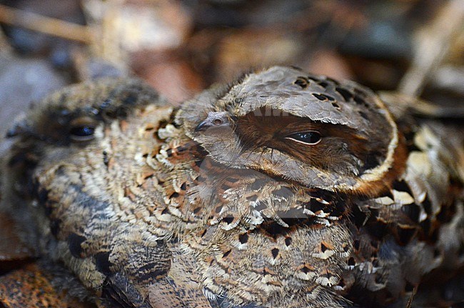 Roosting Collared nightjar (Gactornis enarratus) in Perinet, Madagascar. stock-image by Agami/Laurens Steijn,