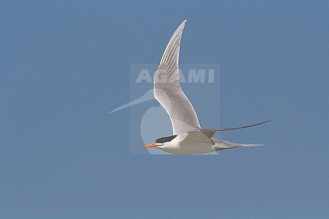Adult Lesser Crested Tern (Sterna bengalensis) in breeding plumage in Egypt, seen from the side, showing upper wing. stock-image by Agami/Edwin Winkel,