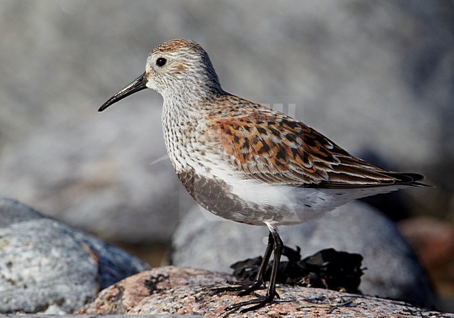 VolwassenBonte Strandloper in zomerkleed aan de kust; Adult Dunlin in breeding plumage on the coast stock-image by Agami/Markus Varesvuo,