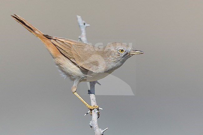 Asian Desert Warbler (Sylvia nana), perched on a branch, Khatmat Milahah, Al Batinah, Oman stock-image by Agami/Saverio Gatto,