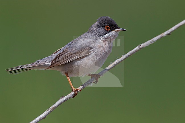 Mannetje MÃ©nÃ©trie's Zwartkop, Male MÃ©nÃ©tries's Warbler stock-image by Agami/Daniele Occhiato,