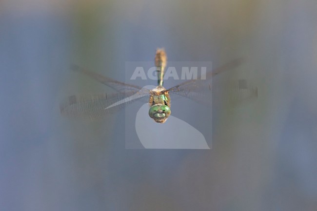 Vliegende imago Smaragdlibel; Flying adult Downy Emerald stock-image by Agami/Fazal Sardar,