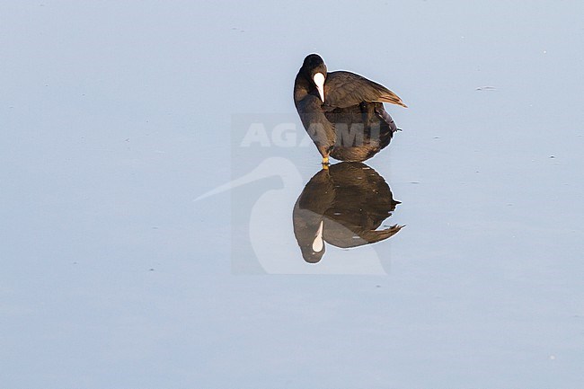 Adult Coot, Fulica atra,  preening on lake with reflection stock-image by Agami/Menno van Duijn,