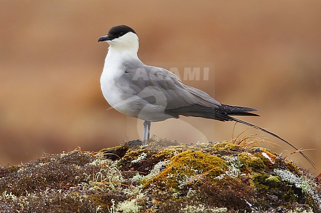 Adult
Seward Peninsula, AK
June 2009 stock-image by Agami/Brian E Small,