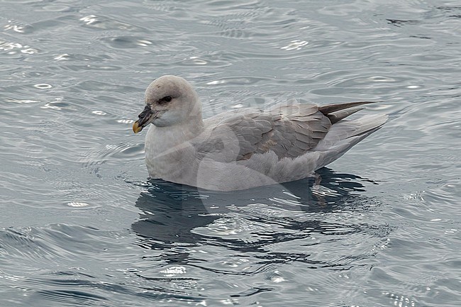 This bird was taken in the Hausgarden, Greenland Sea from the famous german ship - Polarstern. Powered by POLe & AWI. stock-image by Agami/Vincent Legrand,