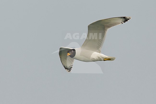 Gabbiano di Pallas; Great Black-headed Gull; Ichthyaetus ichthyaetus stock-image by Agami/Daniele Occhiato,