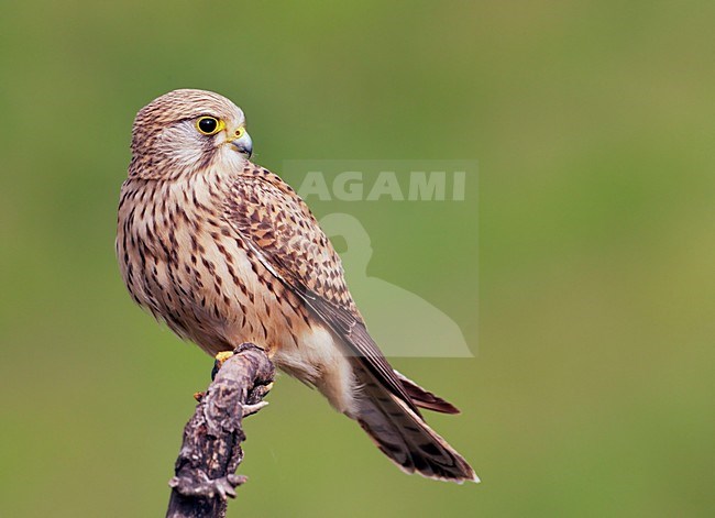 Torenvalk; Common Kestrel Falco tinnunculus) Hungary May 2008 stock-image by Agami/Markus Varesvuo / Wild Wonders,