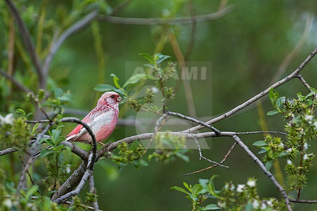 Long-tailed Rosefinch - Meisengimpel - Carpodacus sibiricus sibiricus, Russia (Jekaterinburgh), adult male stock-image by Agami/Ralph Martin,