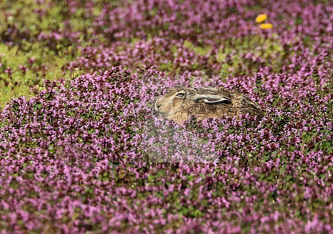 Een haas in een veld met paarse dovenetel, in de Alblasserwaard. stock-image by Agami/Jacques van der Neut,