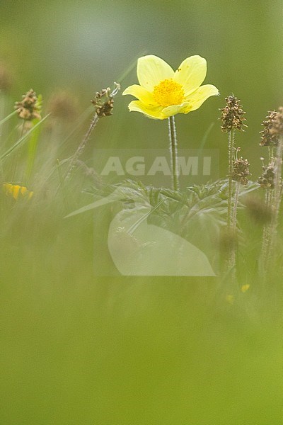 Gele alpenanemoon, Pulsatilla alpina subsp. apiifolia stock-image by Agami/Wil Leurs,