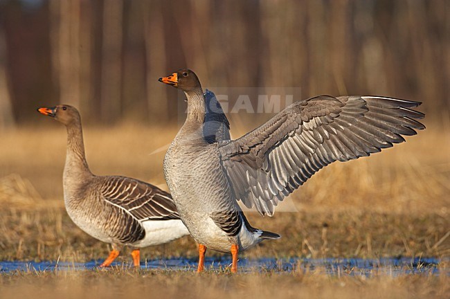 Taiga Bean Goose flapping wings; Taigarietgans vleugels klappend stock-image by Agami/Markus Varesvuo,