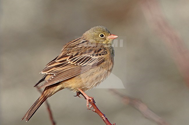 Mannetje Ortolaan; Male Ortolan Bunting stock-image by Agami/Markus Varesvuo,