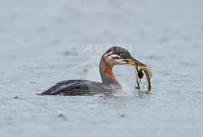 Onvolwassen Roodhalsfuut zwemmend; Immature Red-necked Grebe swimming stock-image by Agami/Ran Schols,