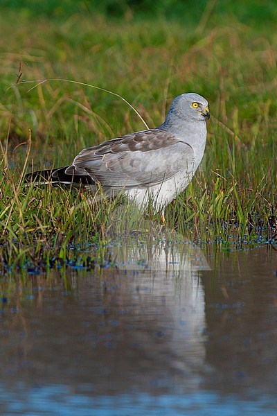 Hen Harrier (Circus cyaneus), adult male standing at the edge of a pond in Italy stock-image by Agami/Saverio Gatto,