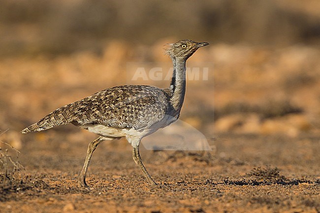 Houbara Bustard (Chlamydotis undulata fuertaventurae) on the Canary Island of Fuerteventura. This subspecies is highly restricted and endangered, with less then 500 birds left in the wild. stock-image by Agami/Daniele Occhiato,