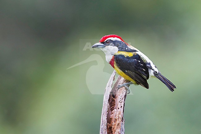 Endangered Scarlet-banded Barbet (Capito wallacei) perched on a branch. This species is found very local on ridge crests of Cordillera Azul (eastern San Martín and southwestern Loreto provinces) in Peru stock-image by Agami/Dubi Shapiro,