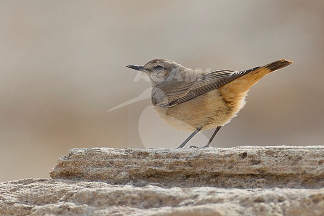 Oostelijke Roodstaarttapuit: Red-tailed Wheatear stock-image by Agami/Daniele Occhiato,