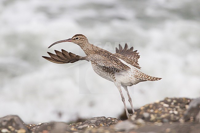 Regenwulp, Eurasian Wimbrel stock-image by Agami/Menno van Duijn,